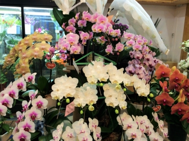 「神戸　ゆたか園」　（兵庫県神戸市東灘区）の花屋店舗写真4